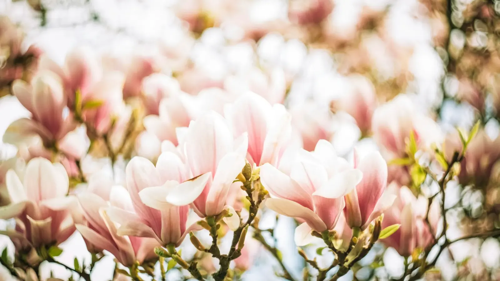 Pink magnolias — Lotus Rose Counseling
